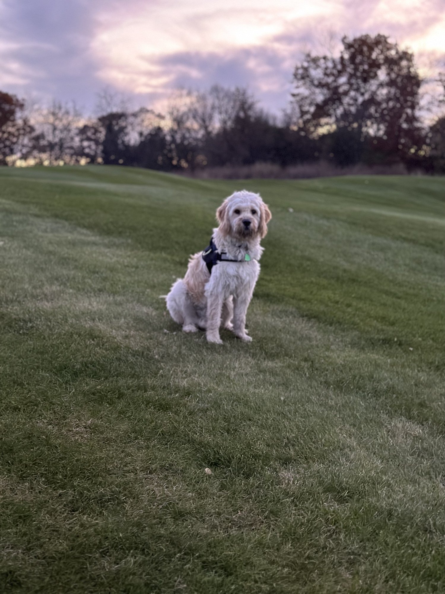 Maverick at golden hour